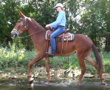 gaited mule